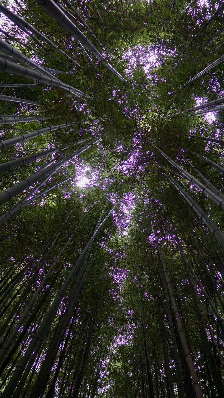 bamboo skylight