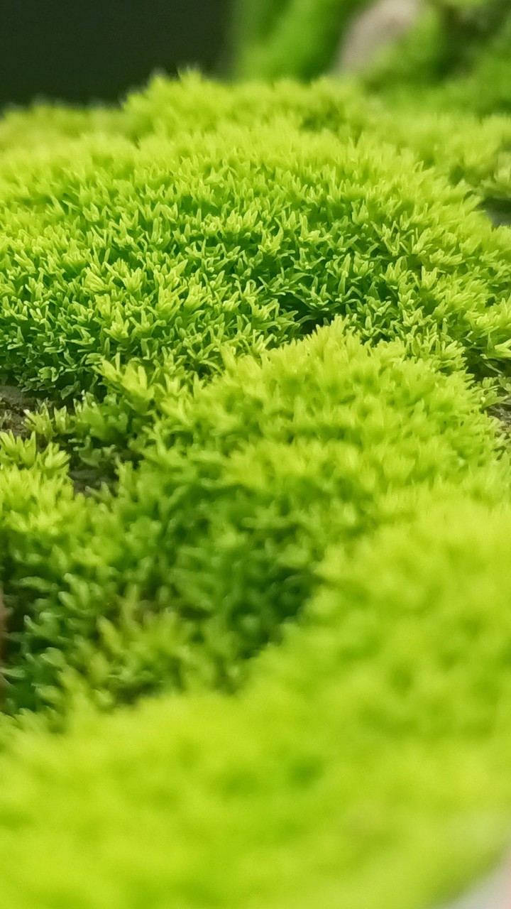 Pincushion Moss