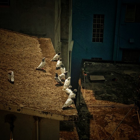 bird