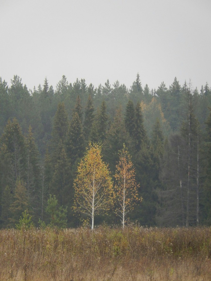 В Васенино/In the Vasenino #1