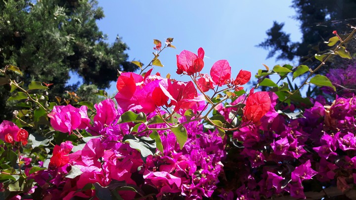 flower
