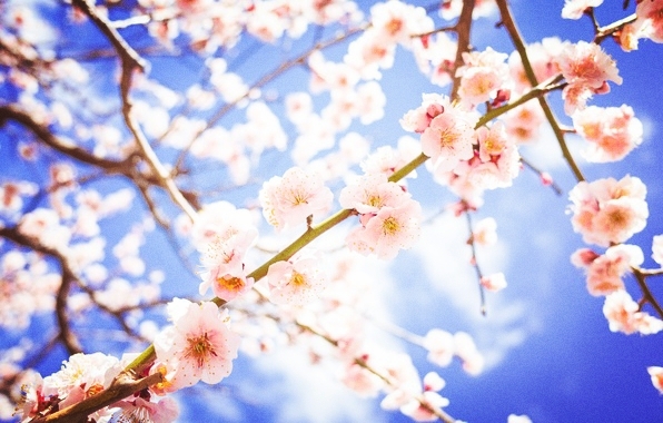 Spring