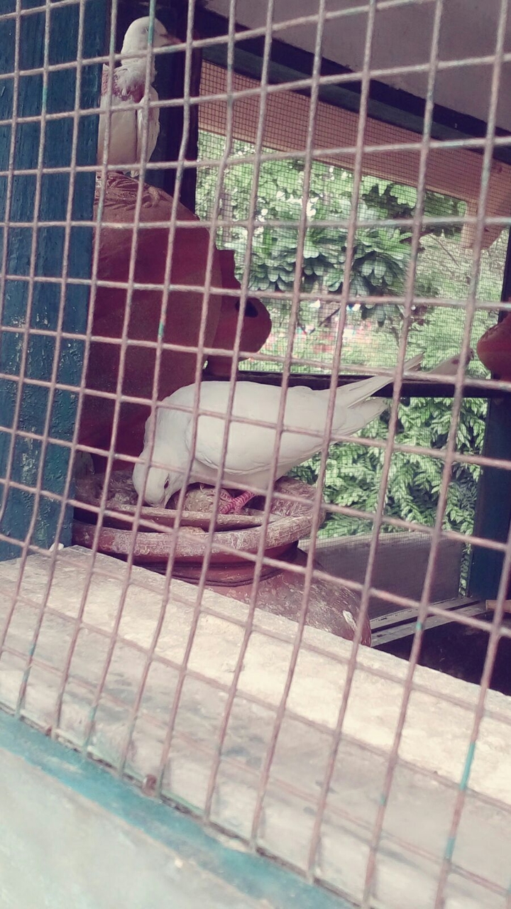 Dove
