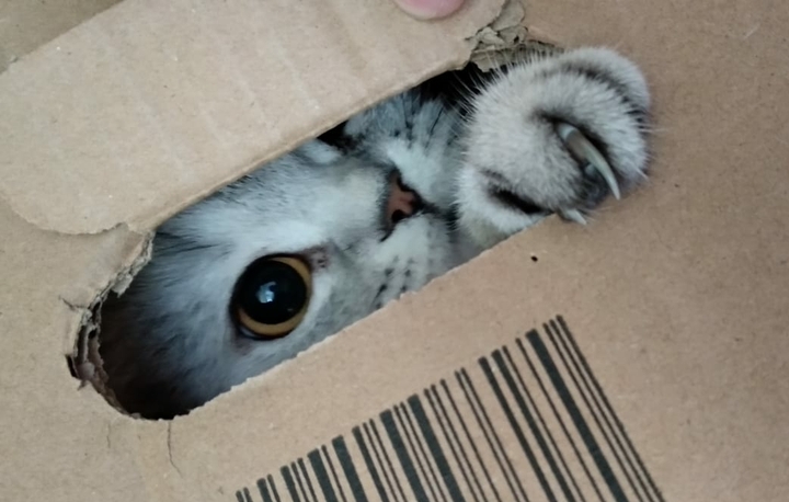 кошка