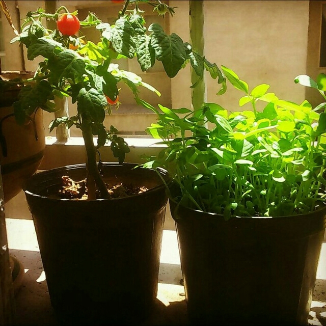 Tomato  and  Basil