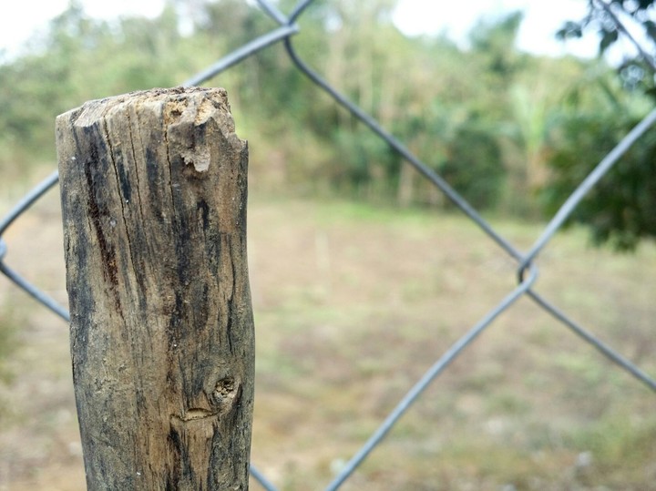 Field