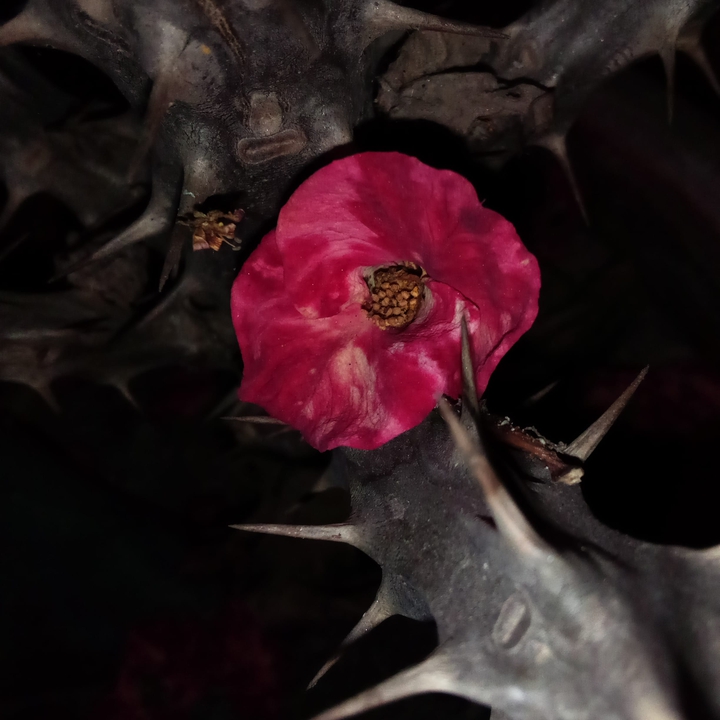 flower