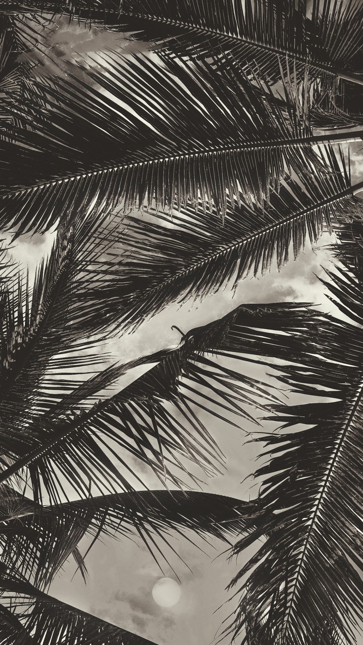 palm leaves