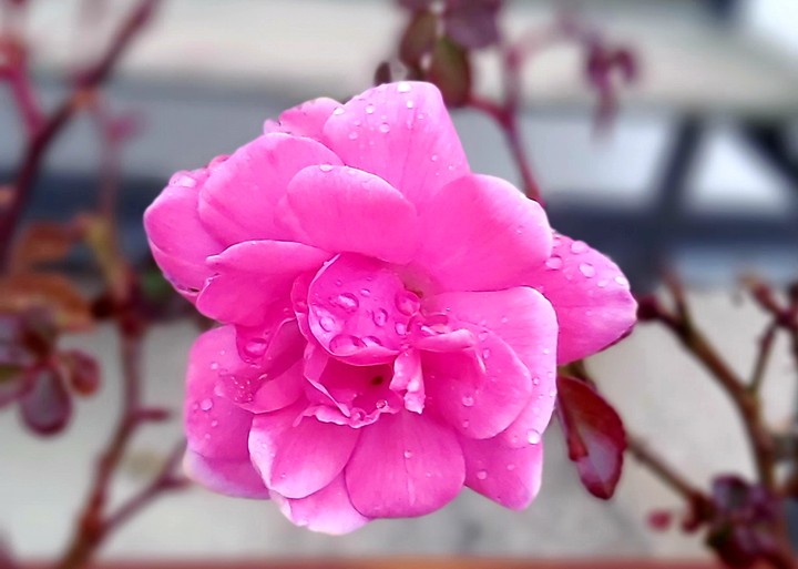 rose