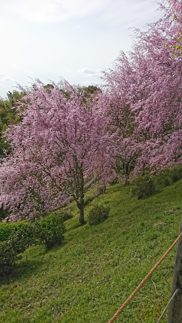 桜