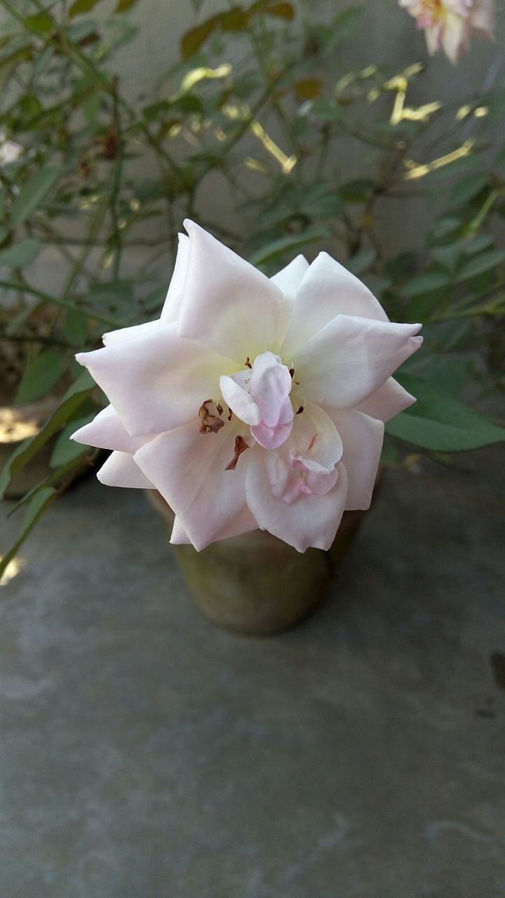 white rose
