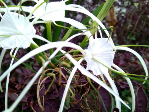 Natural Flowers
