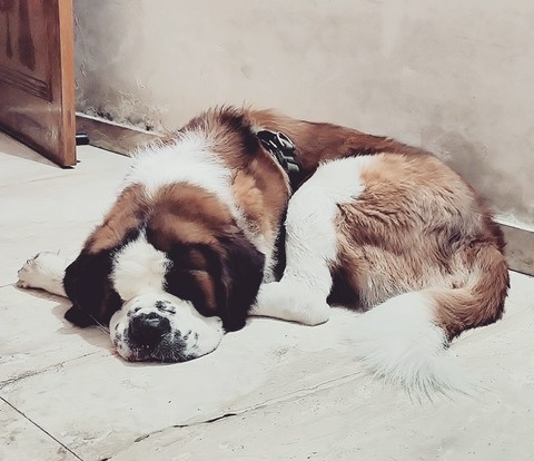 Sleeping beauty