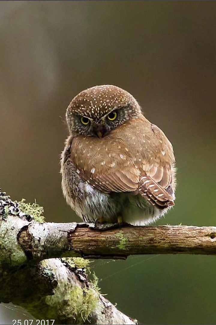 owl