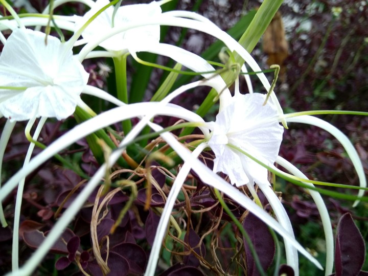 Natural Flowers 