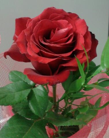 amo le rose