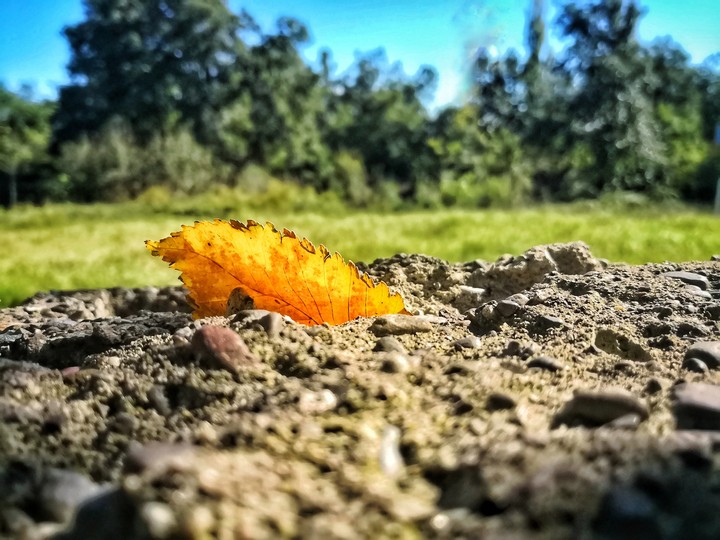 The yellow leaf on the wall