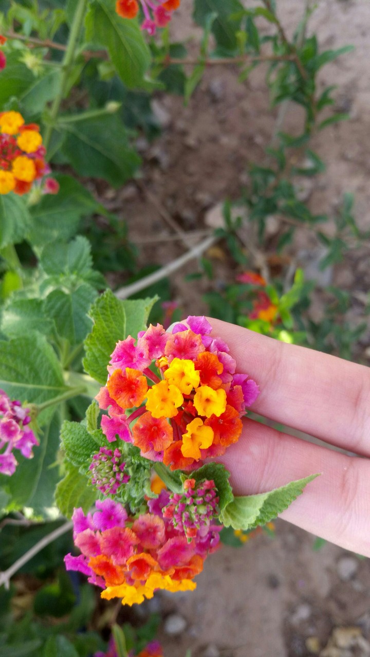 tiny flower