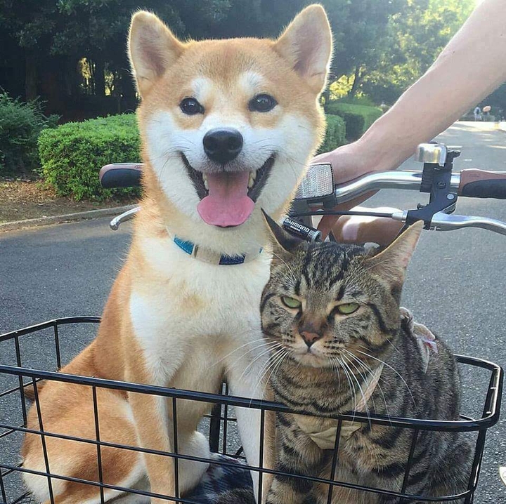 Shiba and cat