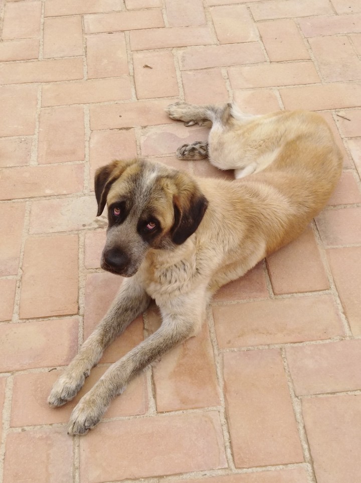 My dog