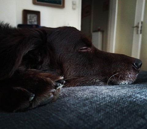 every dog must have his day