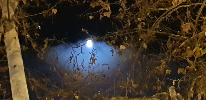 nido de luna