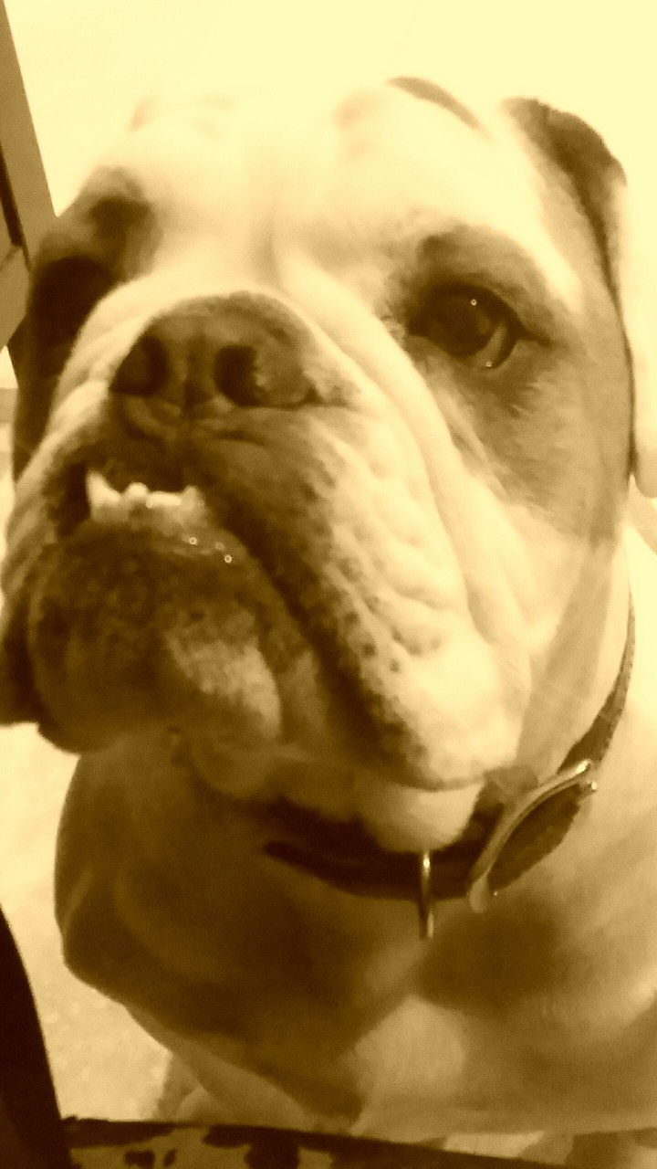 English Bulldog