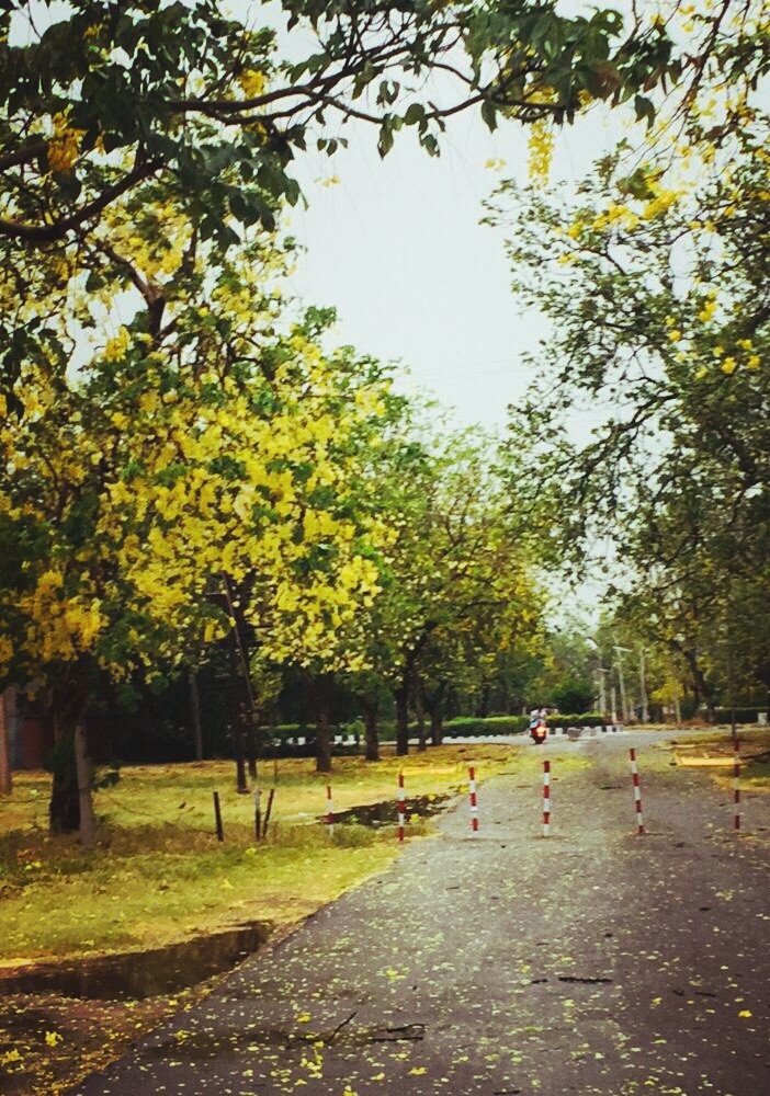 amaltas