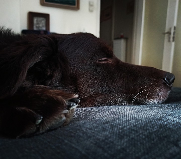 every dog must have his day