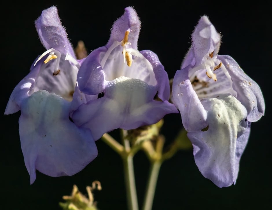 sfondi event, plant