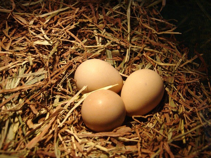 Egg