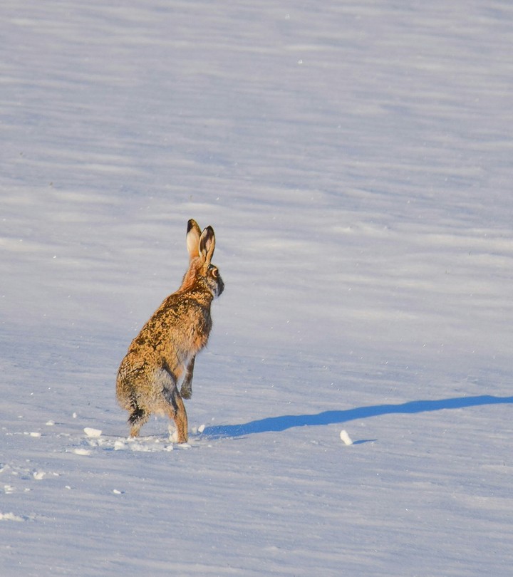 rabbit
