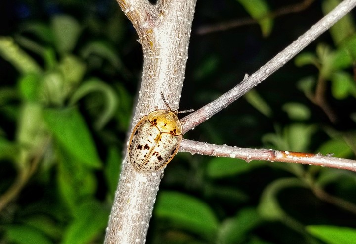 INSECTO DE NOCHE, SAN LORENZO, GRO.