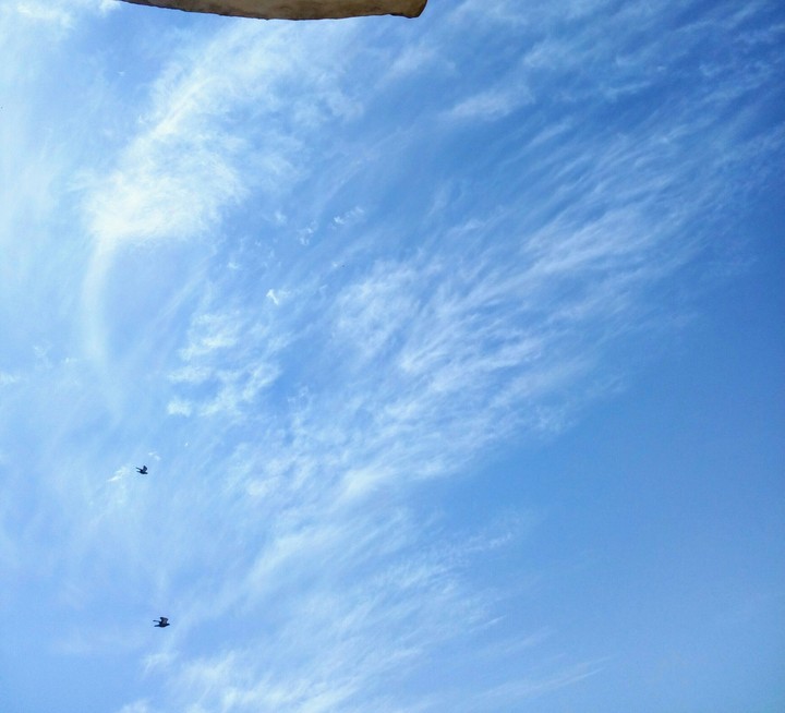 sky and birds