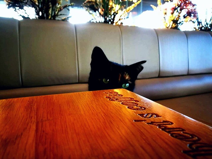 cat
