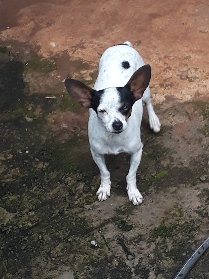 dog