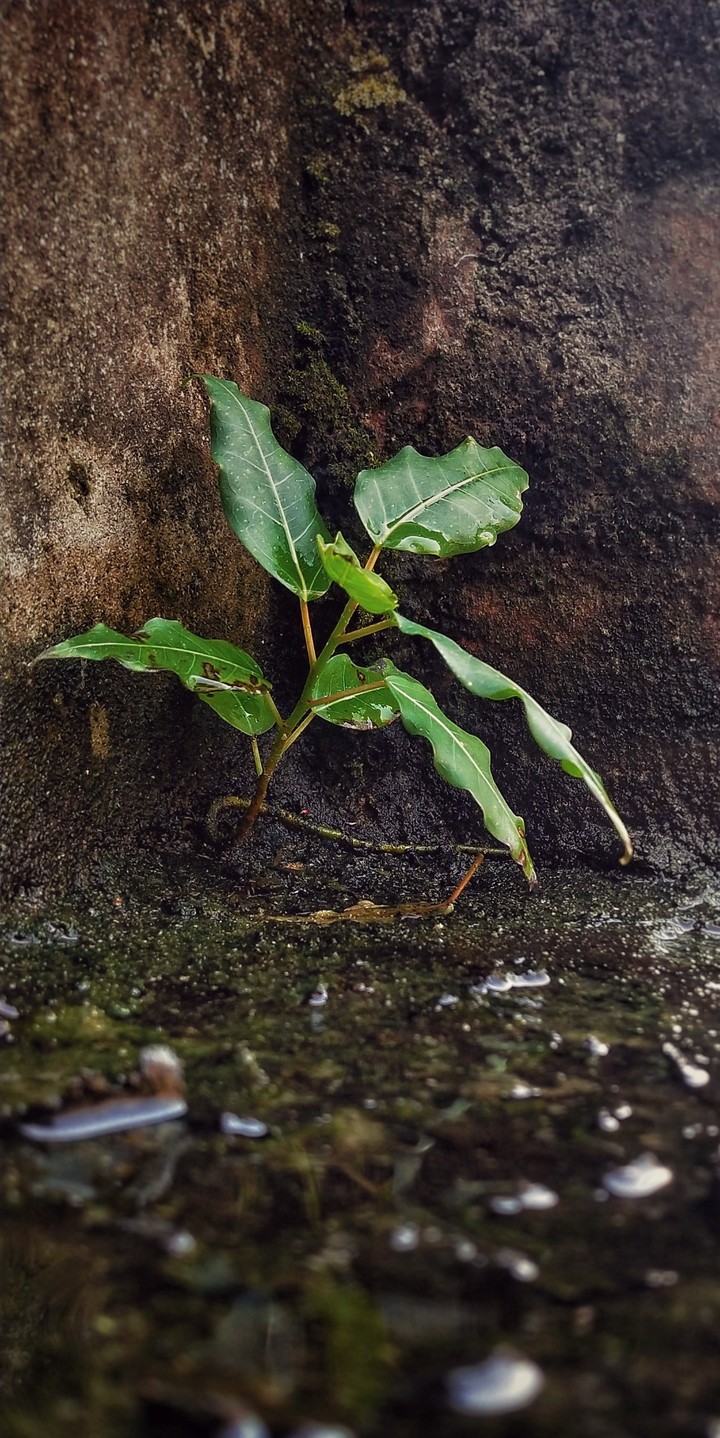 Greeny