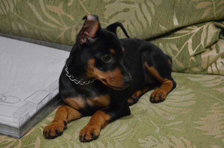 gerda