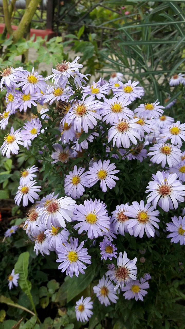 My Grandma's Flowers