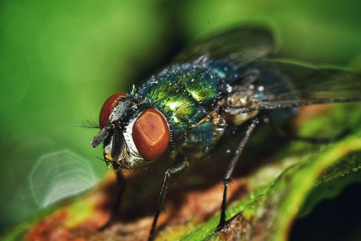 macro