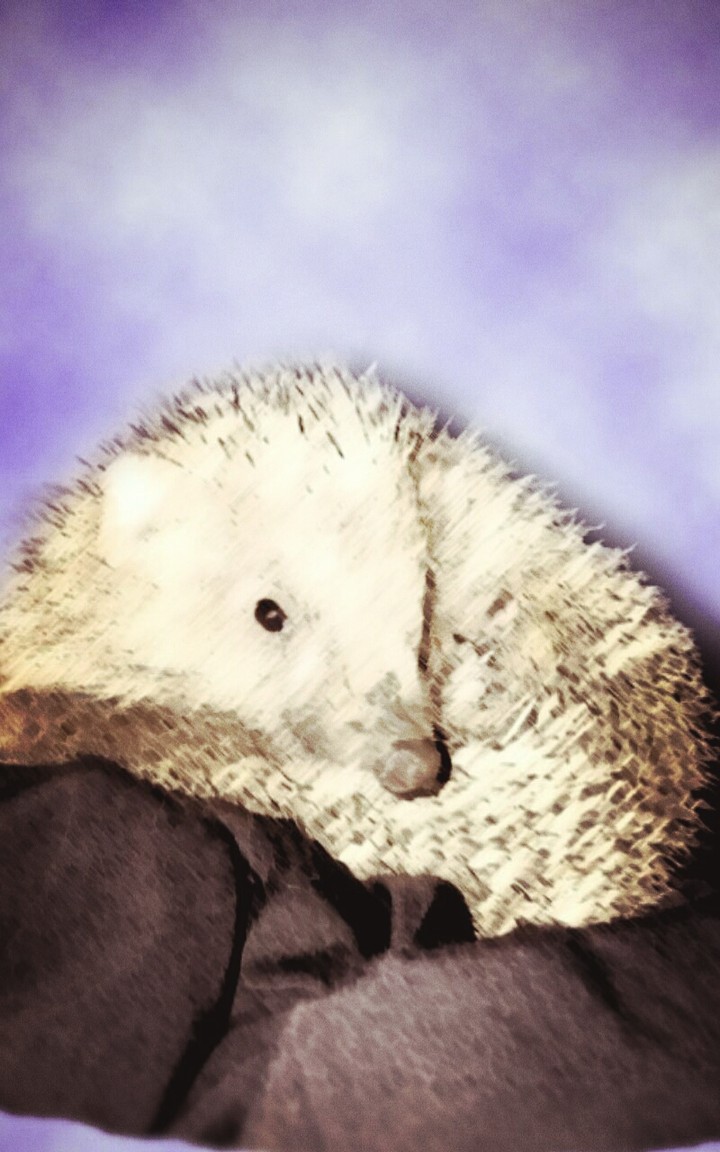 Hedgehog in the fog