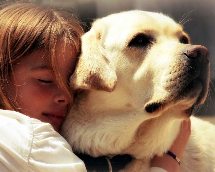 Labrador