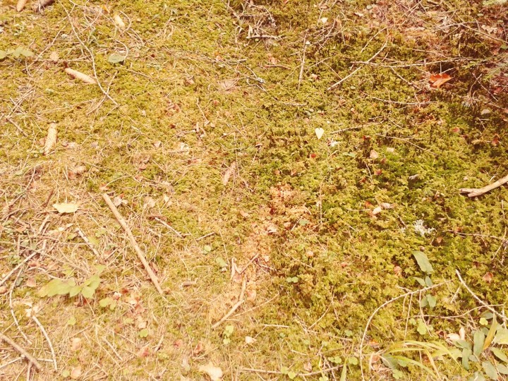beautiful moss