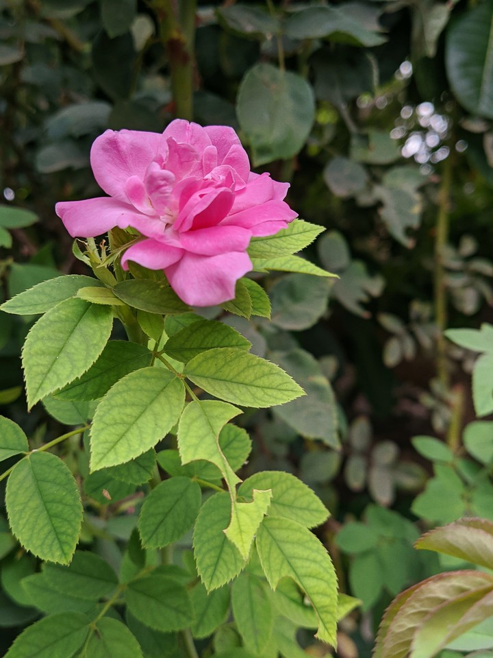 Rose
