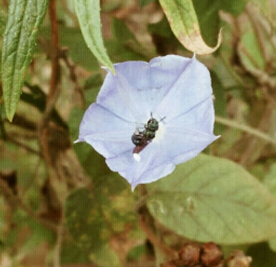 Violetta do campo