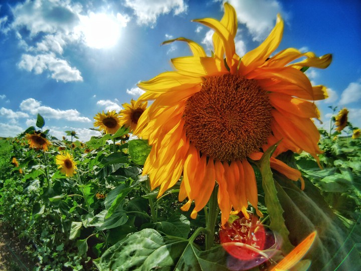 Sunflower