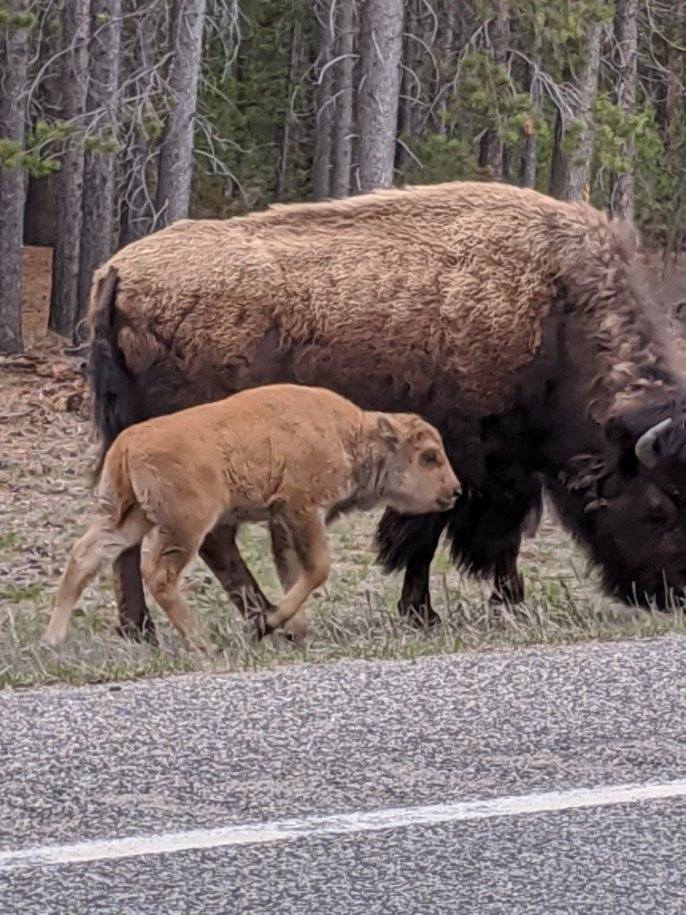 2020 baby buffalo in west Yellowstone