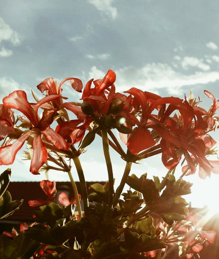 flowers