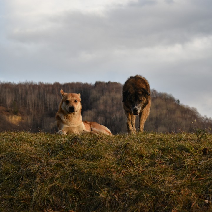 собаки