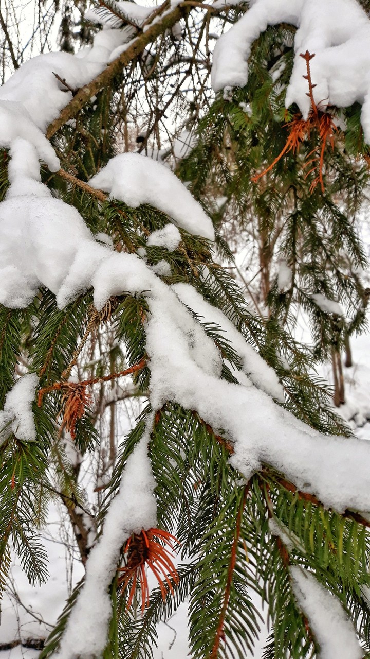 winter